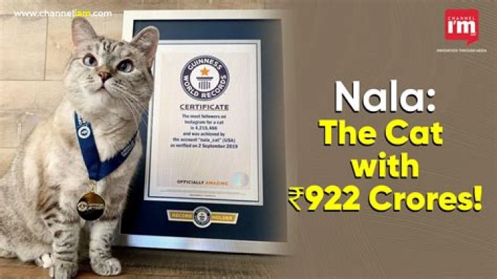 
Nala Cat Has a Net Worth of $100 Million, Making It the World’s Richest Cat 